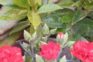 Almac&eacute;n y Verduler&iacute;a Mari