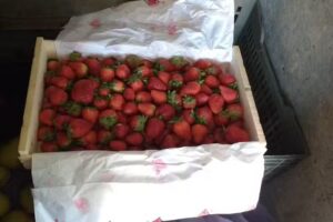 Barboza Antonio Verduler&iacute;a.Y Pollo Al Spiedo Todo Lo Domingo