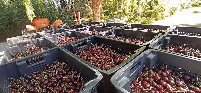 Chacra 6 Hermanas &ndash; Cerezas 🍒