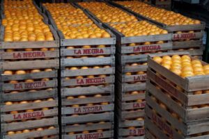 Cítricos “La Negra”