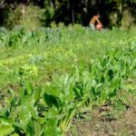 De la Huerta a tu Casa