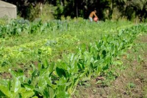 De la Huerta a tu Casa