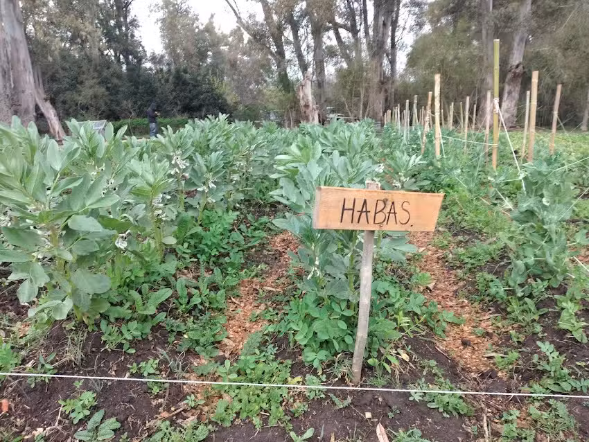 De Ra&iacute;z &ndash; Huerta Local