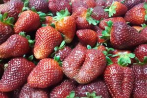 El Galp&oacute;n Elie