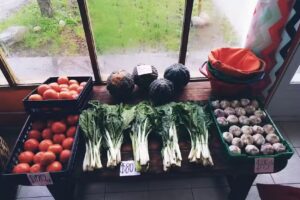 El Viejo Cipr&eacute;s