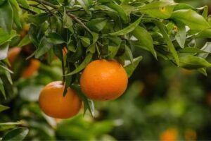 Fama Importadora y Exportadora S.A.