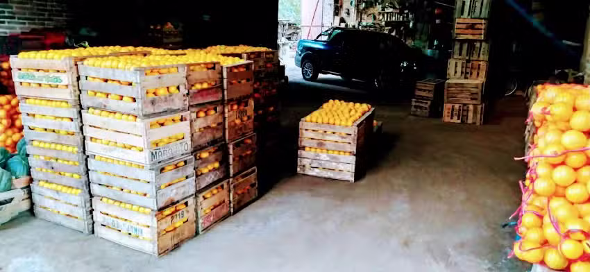 Finca Molina: &ldquo;Mi granito de Arena&rdquo; Naranjas Y Mandarinas