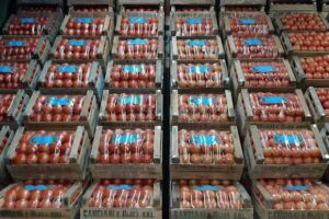 Fru-Ver Santa Fe Pto 76,77y78