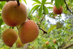 Frutas Malacalza SRL