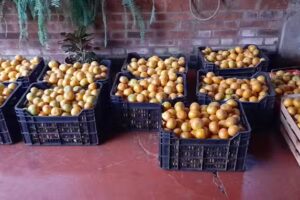 Frutas y Verduras ROSBELKE