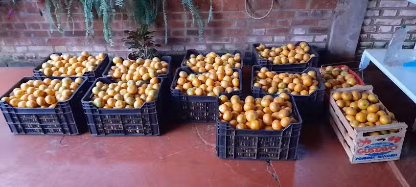 Frutas y Verduras ROSBELKE