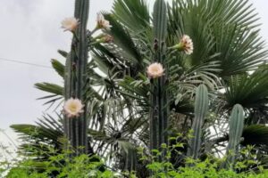 Fruter&iacute;a Arrayago