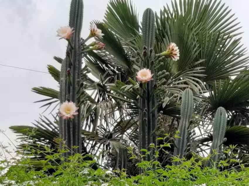 Fruter&iacute;a Arrayago