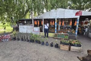 Fruter&iacute;a Colectora Tala