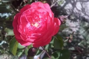 Fruter&iacute;a Gringo&rsquo;s