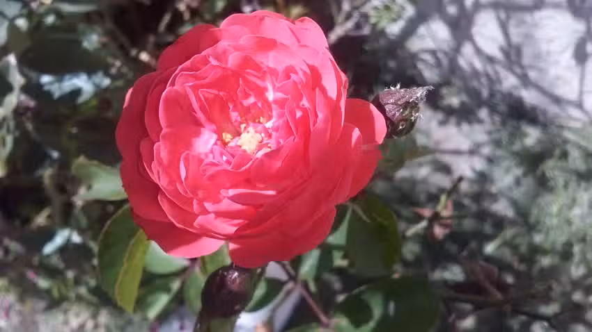 Fruter&iacute;a Gringo&rsquo;s