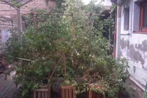 Fruter&iacute;a y Verduler&iacute;a Los Chicos