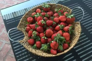 Huerta Grande Green&Berries