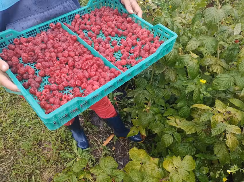 La Celema &ndash; Frutos del Valle de Barker