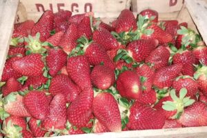 Mayorista Vecchi S.A – (Reali Nestor Fabian)