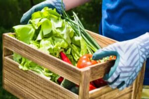 Pedidos de Verduras Lanús