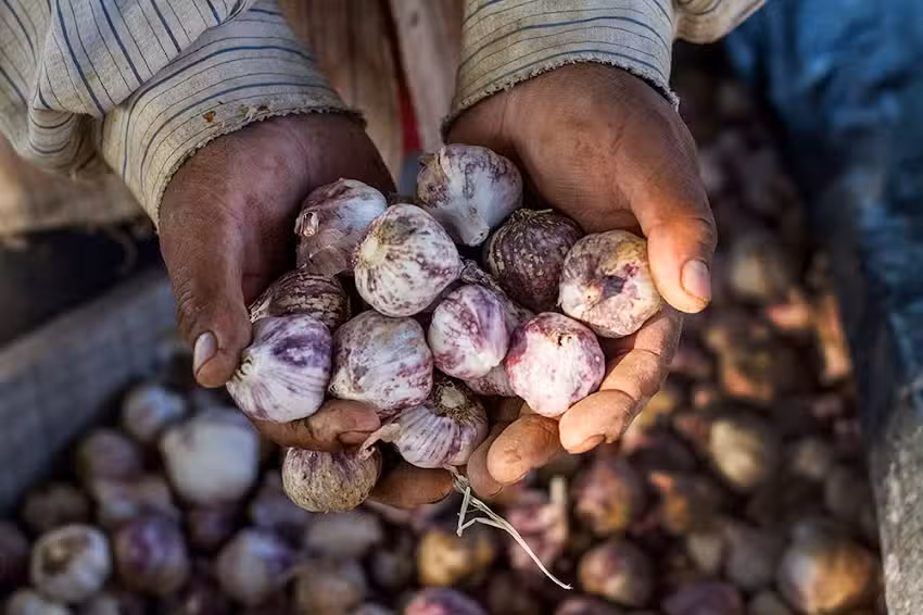 Reparto Alegr&iacute;a