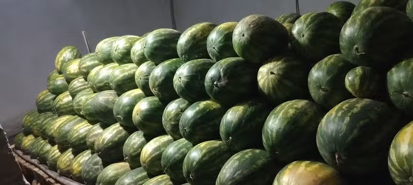 Sand&iacute;as y melones 🍉🍈🍍🍓