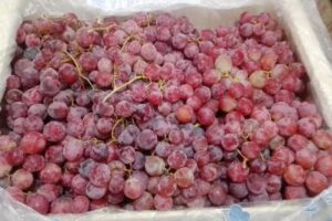 TU MINI huerta chab&aacute;s