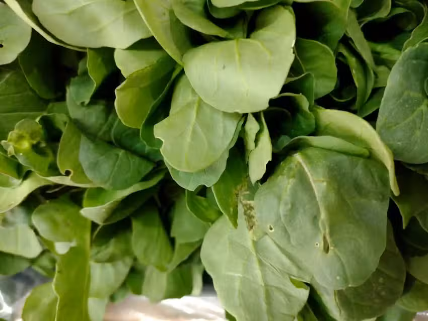 Verduleria Bonito Verde