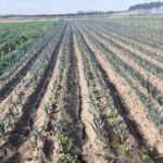 VERDULERIA EL GAUCHITO