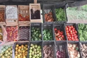 VERDULER&Iacute;A EL PUESTITO