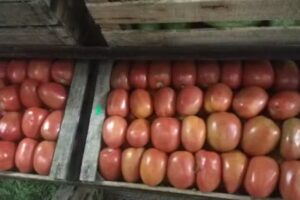 Verduler&iacute;a julio