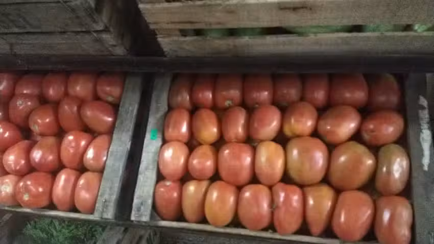 Verduler&iacute;a julio