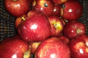 Verduler&iacute;a LA NONA