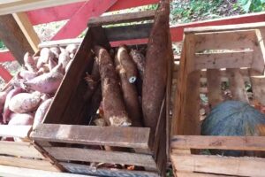 VERDULERÍA LA VERDE FRUFRU