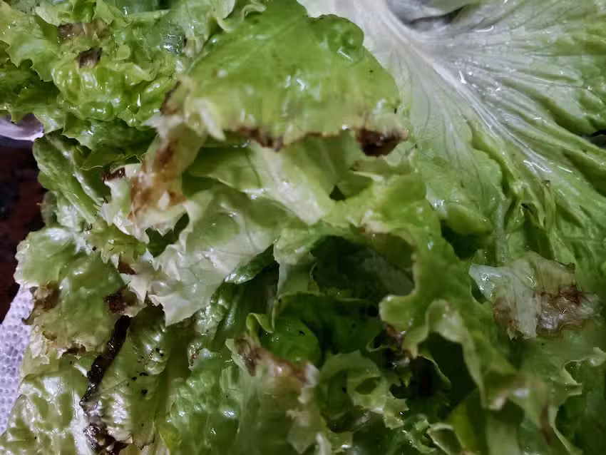 Verduler&iacute;a Los Primos