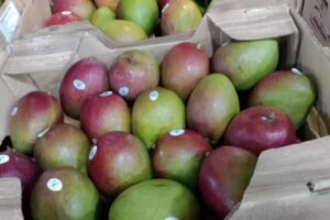 Verduler&iacute;a Nico