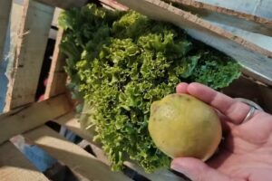 Verduler&iacute;a Tomat&eacute;&eacute;&eacute;