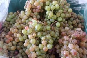 Verduler&iacute;a Vargas3k