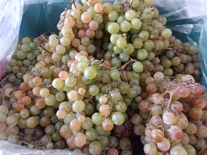 Verduler&iacute;a Vargas3k