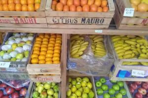 Verduleria verduleria