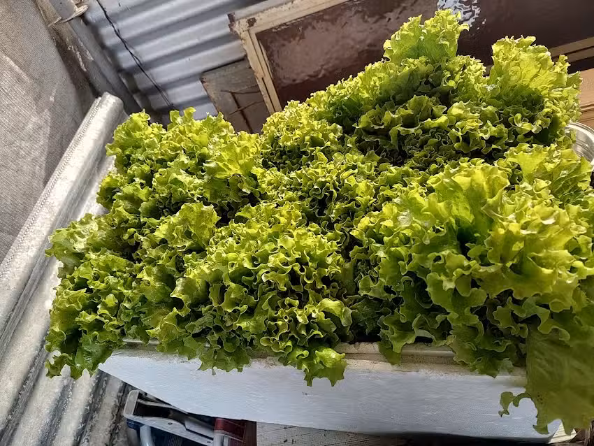 Verduras nacho